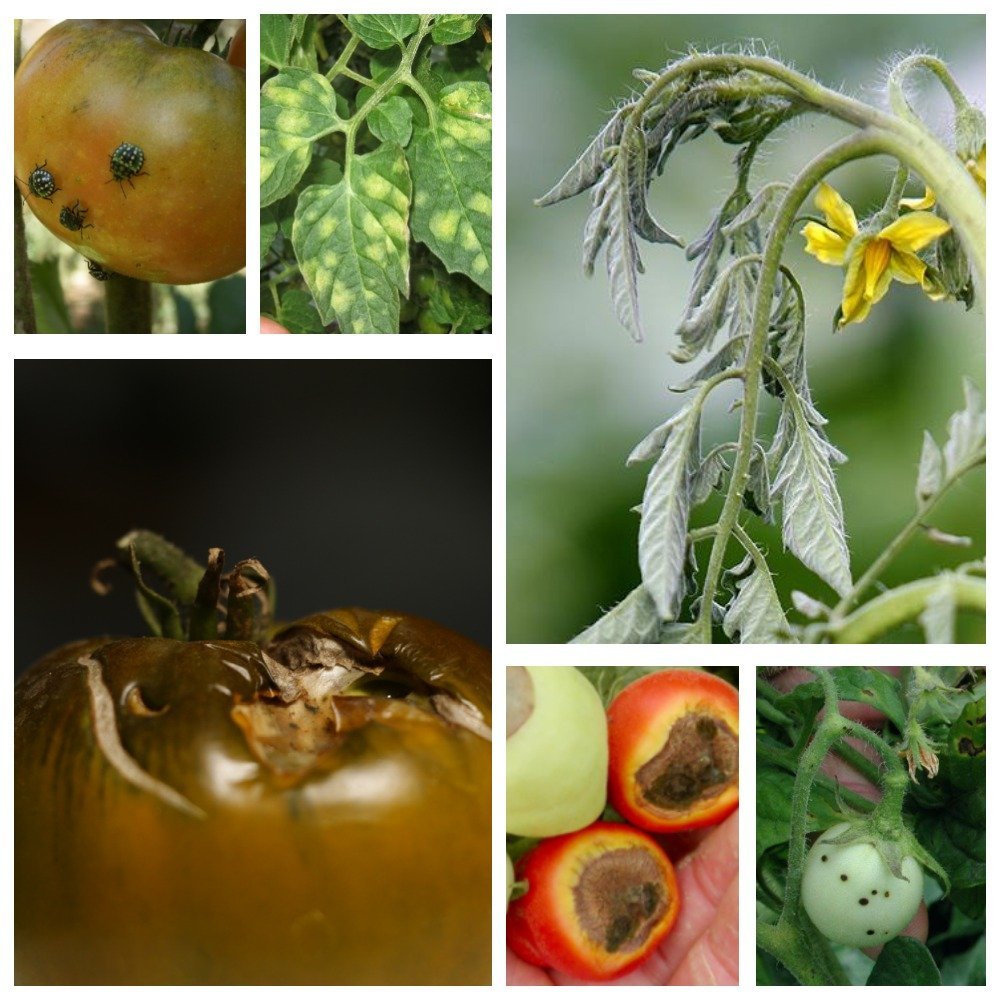Болезни и вредители томатов — Форум — Ботаничка