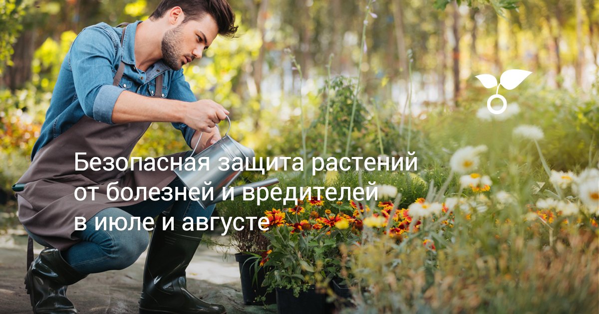 Безопасная защита растений от болезней и вредителей в июле и августе ...