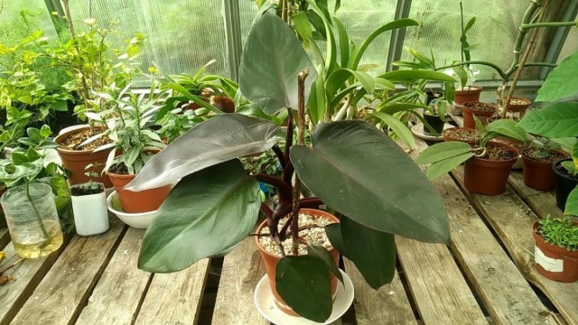 Филодендрон краснеющий — одно из растений, которые хорошо подходят для гидропоники