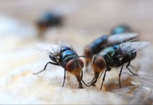 Борьба с мухами – задача, которую приходится решать практически всем – и горожанам, и дачника