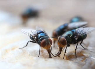 Борьба с мухами – задача, которую приходится решать практически всем – и горожанам, и дачника
