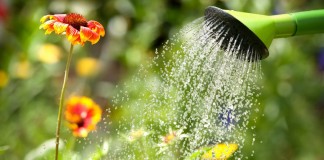 Как помочь растениям пережить жару