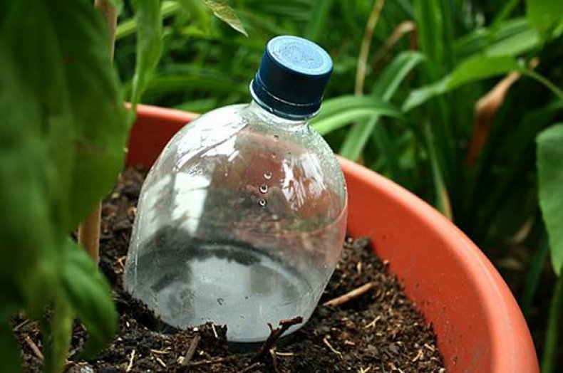 4 варианта капельного полива из пластиковых бутылок своими руками