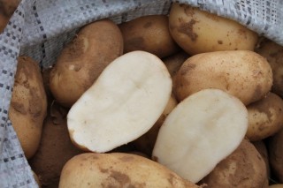 Картофель «Удача»