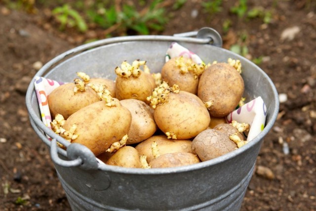 Тщательно выбирая здоровый материал для посадки, соблюдая севооборот и подбирая устойчивые против фитофторы сорта картофеля, можно её избежать