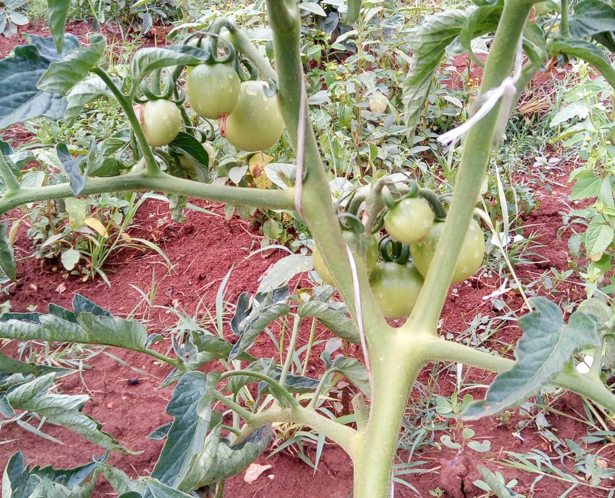 Мой опыт формирования томатов для продления плодоношения. Пасынкование иудаление листьев. Фото — Ботаничка