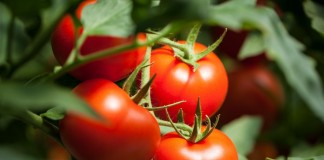 Мой опыт формирования томатов для продления плодоношения