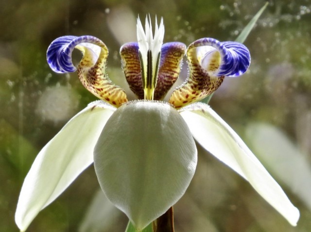Шагающий ирис, или Неомарика — великолепная экзотика на подоконнике