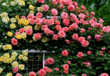 Размножение роз окулировкой — все, что нужно знать начинающим цветоводам
