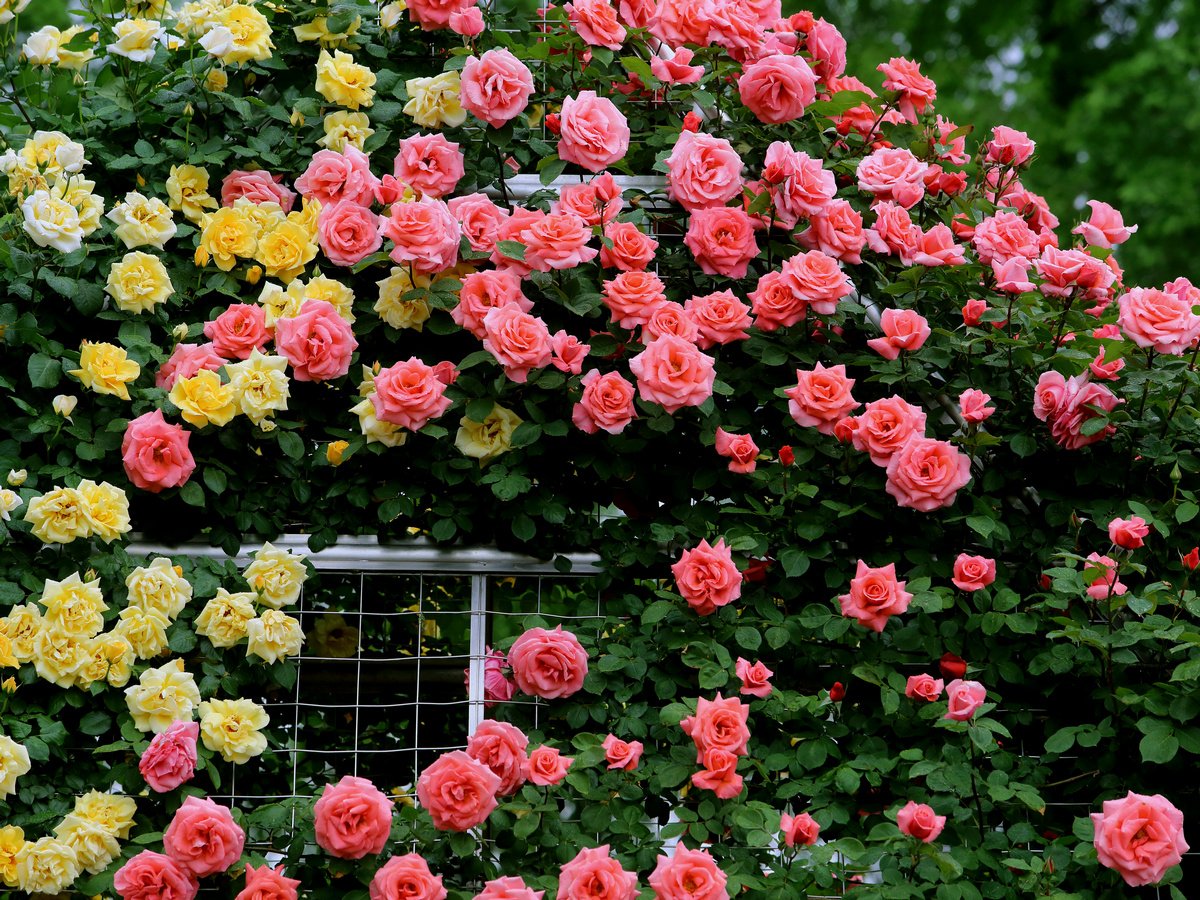 Размножение роз окулировкой — всё, что нужно знать начинающим цветоводам.Фото — Ботаничка