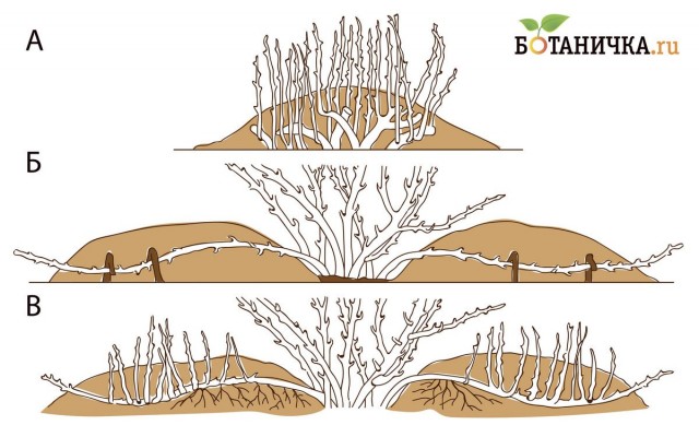Рис. 1. Размножение растений отводками. а) вертикальными; б) горизонтальными; в) укорененные горизонтальные отводки