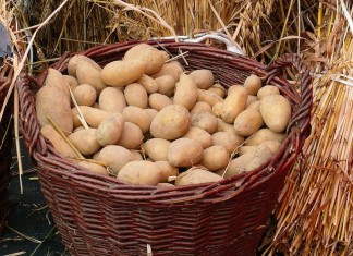 «Синклер» — сохранит посадочный картофель до весны
