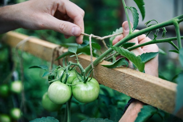 При шпалерном методе выращивания томатов важно вовремя фиксировать кисти с плодами на опорах