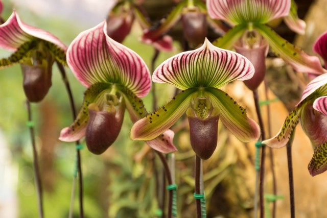«Венерины башмачки», или Пафиопедилум — легенда среди комнатных орхидей