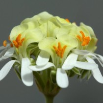 Пеларгония орхидная (Pelargonium ochroleucum)