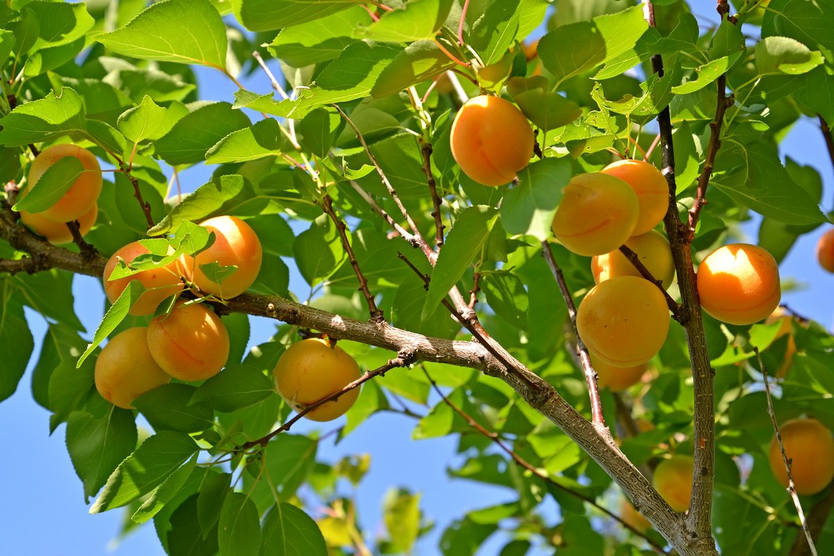 Лучшие сорта абрикосов для выращивания в средней полосе России