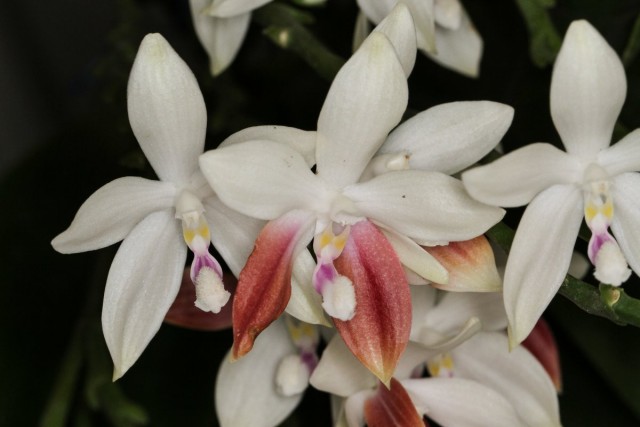 Период цветения фаленопсиса тетраспис может растянуться, но любимое время цветения этой орхидеи - весна и лето