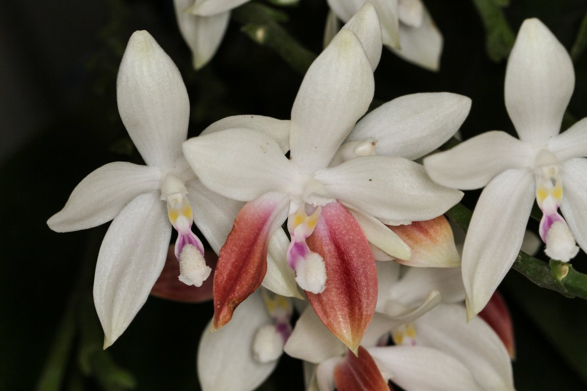 Фаленопсис тетраспис: самая нетребовательная орхидея для домашнего выращивания