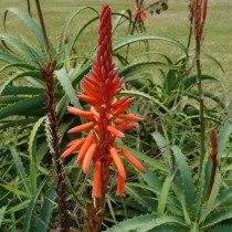 Цветение древовидного алоэ (Aloe arborescens)