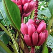 Банан розовый бархатный (Musa velutina)