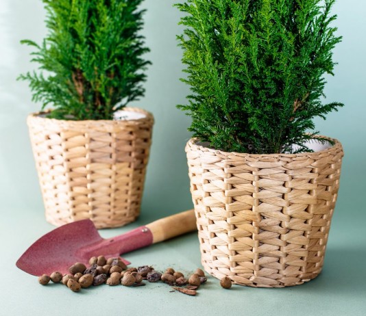 Кипарисовик — лучшее хвойное растение для очищения воздуха в комнатах