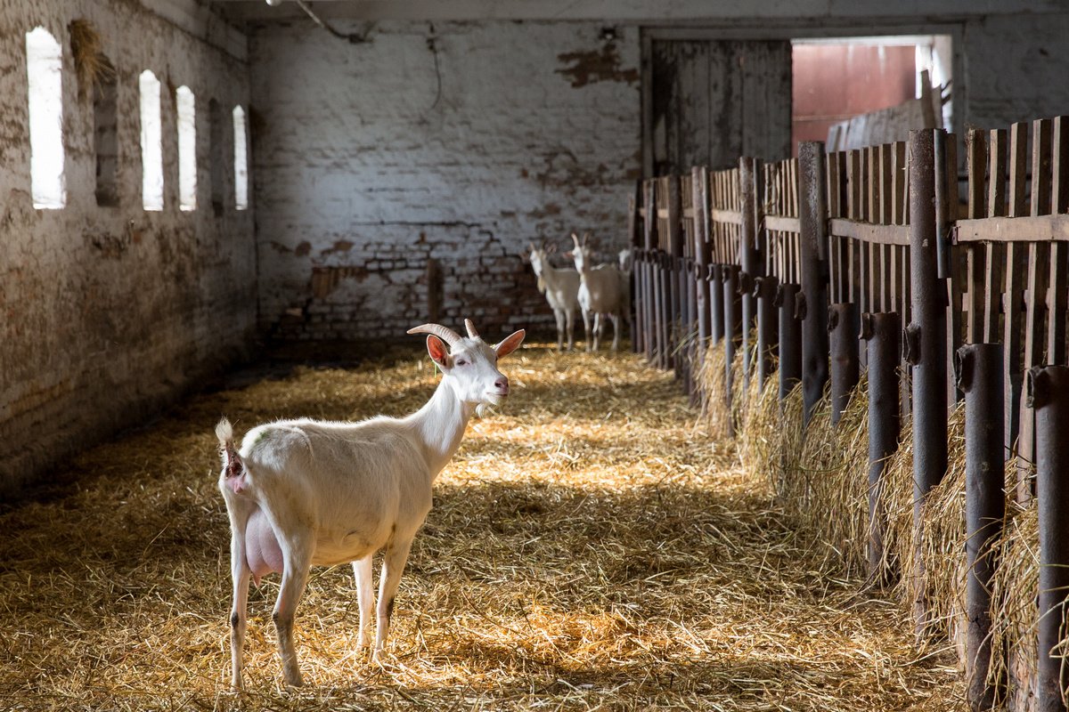 Коза на подворье — 5 советов для начинающих. Как выбрать козу, домик и  аптечка для коз — Ботаничка