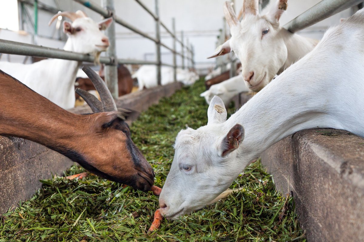 Заболевания коз и особенности их лечения