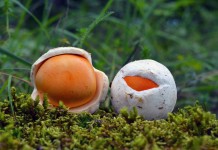 Малознакомые, но вкусные и полезные грибы