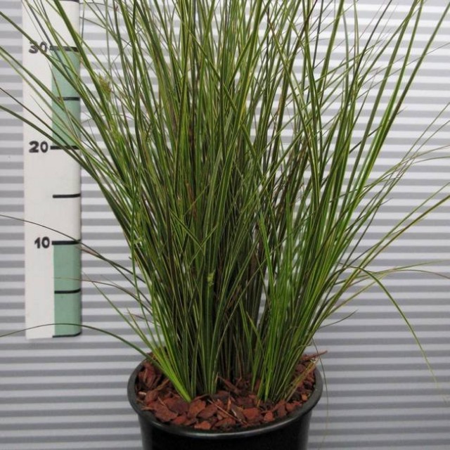 Осока коричневатая (Carex brunnea)
