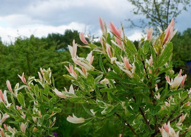 Садоводы нередко называют иву «Хакуро Нишики» фламинго за ее ярко розовую окраску