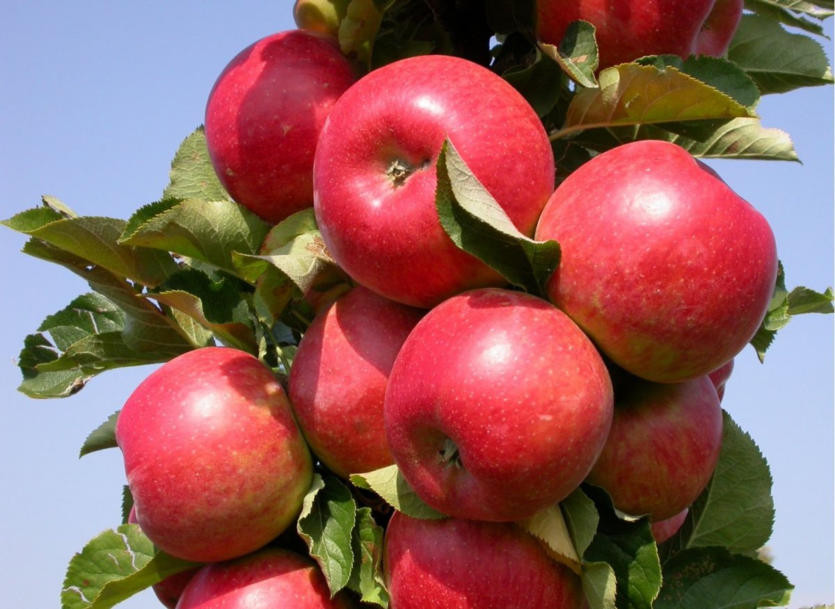 Сорта яблонь для Нижегородской области названия, фото, описание