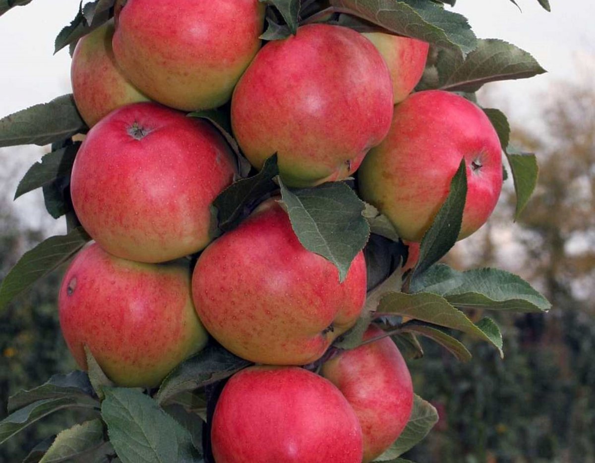 10 сортов колоновидных яблонь, которые я рекомендую для средней полосы.Названия, описание, уход, фото. — Ботаничка