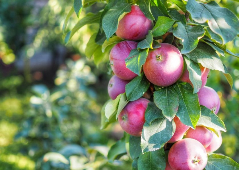 10 сортов колоновидных яблонь, которые я рекомендую для средней полосы.Названия, описание, уход, фото. — Ботаничка
