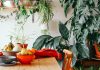 7 неприхотливых лиан, или Мои самые неубиваемые комнатные растения
