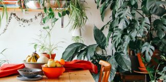 7 неприхотливых лиан, или Мои самые неубиваемые комнатные растения