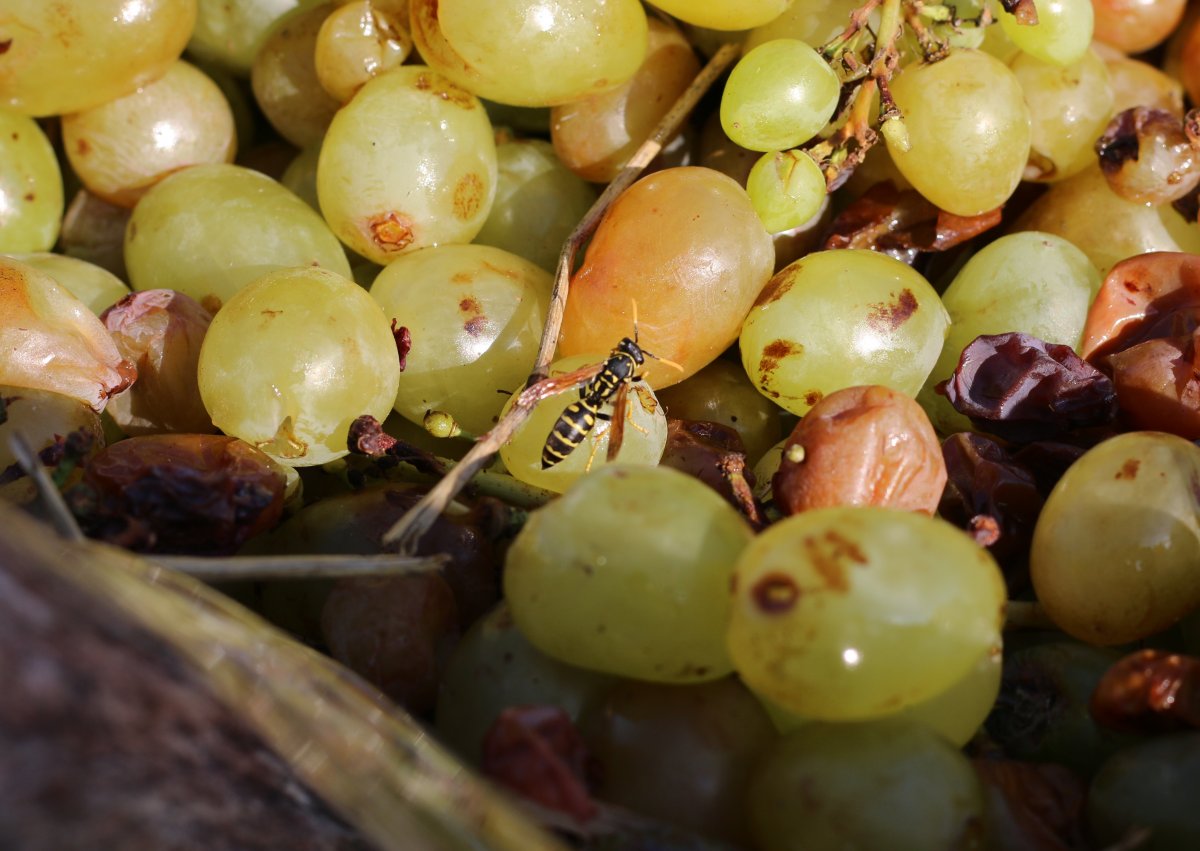 Виноград алладин. Вредители винограда. Испорченный виноград. Вредители винограда на гроздьях.