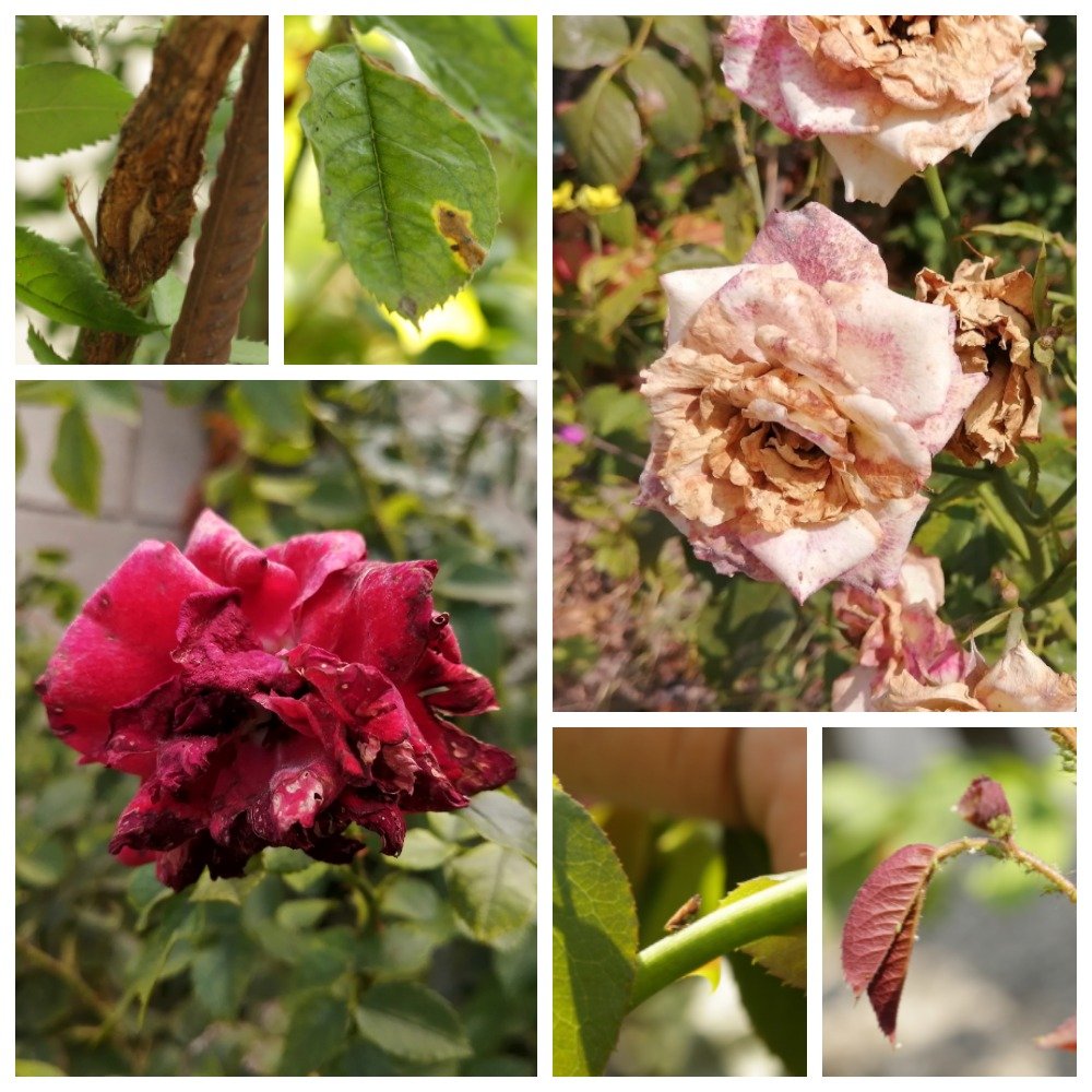 Болезни роз с фото и описанием лечение садовых