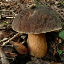 Грабовый белый гриб — с серовато-коричневой шляпкой