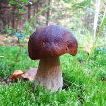 Еловый белый гриб — темный