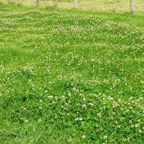 Клевер ползучий белый (Trifolium repens)