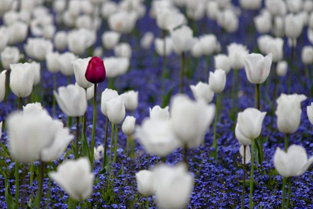 Можно «спрятать» тюльпаны и нарциссы в существующих «садовых коврах» из почвопокровников