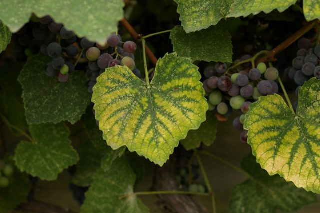 Дефицит магния у винограда