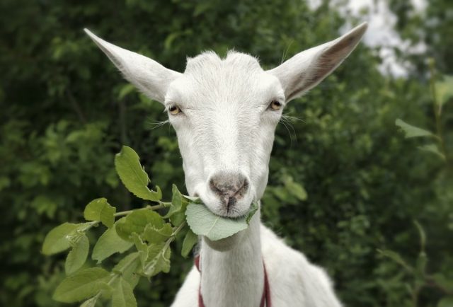 Грубые корма — самые естественные для коз, в том числе и ветки деревьев