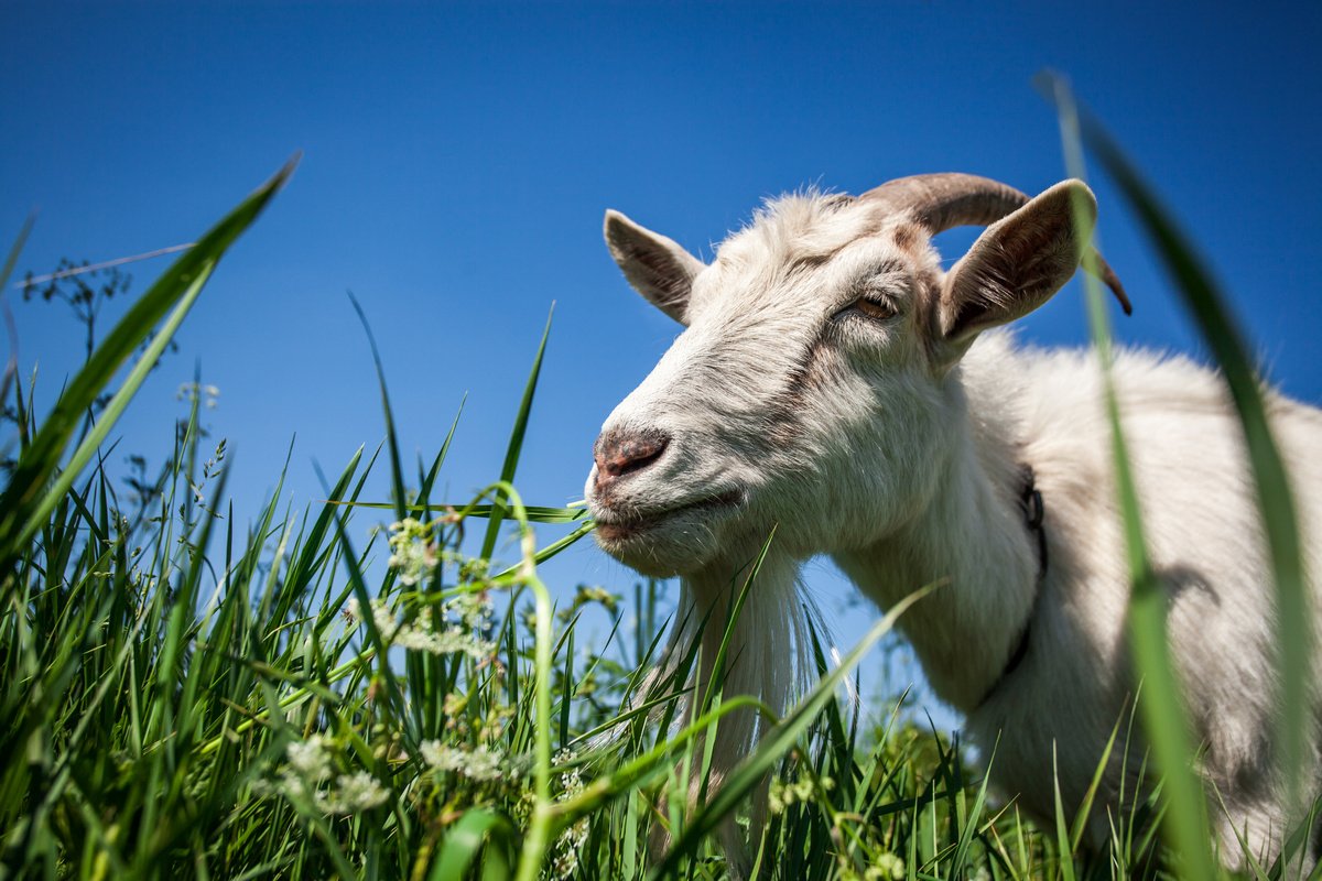 Чем кормить козу зимой: сухой и сочный корм