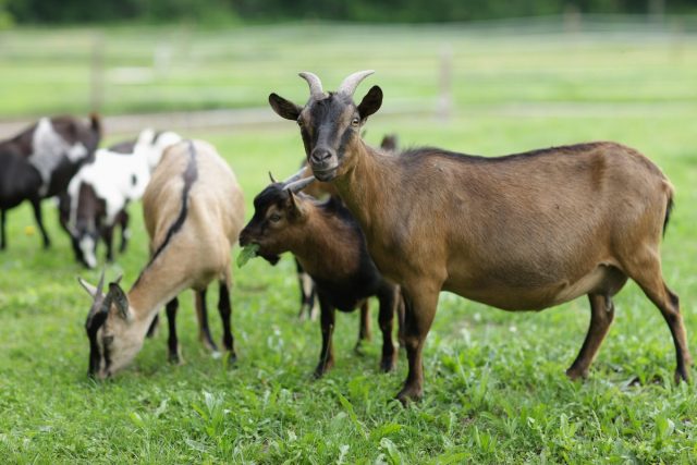 Пищеварительный аппарат позволяет переваривать козам и ветки, и осоку, и хвою, и водоросли