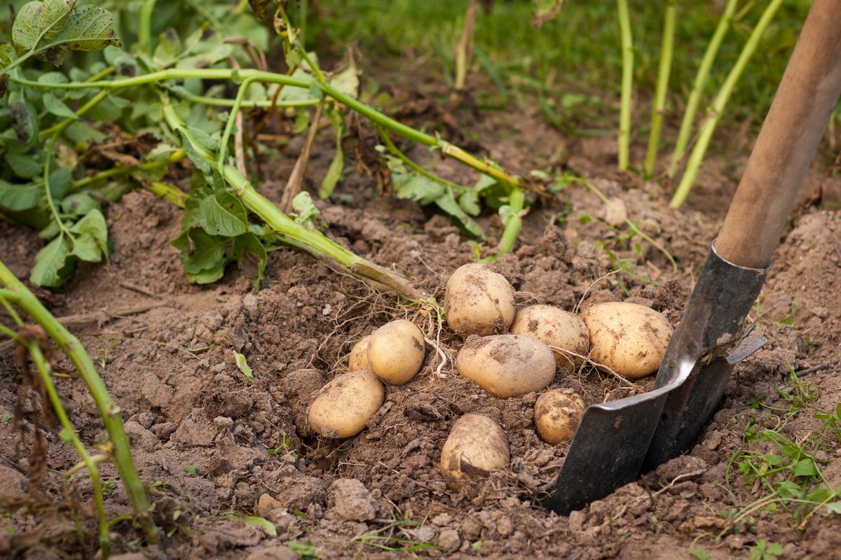 Как ухаживать за почвой после картофеля. Севооборот, сидераты, удобрения. Фото — Ботаничка