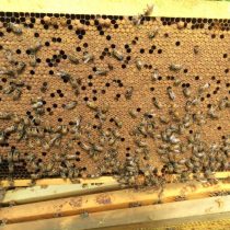 Крышечки, которыми запечатаны медовые соты, называются забрус
