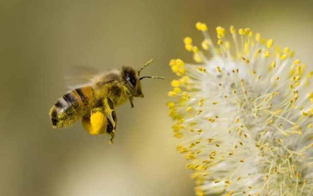 Основная функция пчёл – не добыча мёда, а опыление, а соседство с пасекой увеличивает урожай культур, как минимум, вполовину