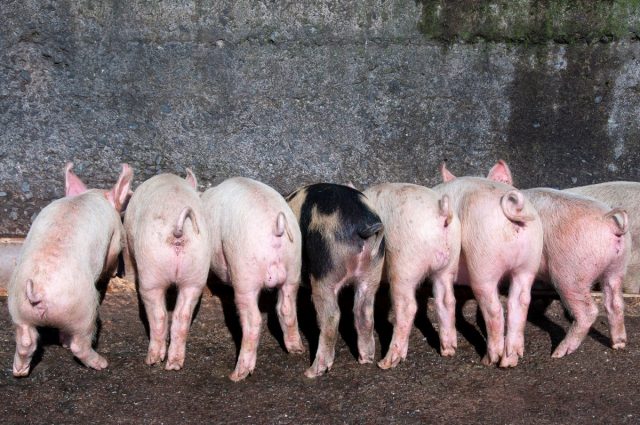 Ширины кормушки для свиней должно хватать на всех обитателей клетки, иначе кто-то постоянно будет оставаться голодным