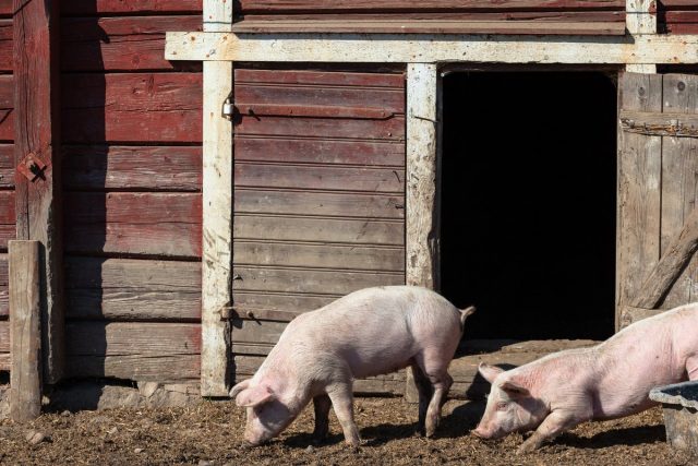 Помещение для содержания свиней должно быть светлым, тёплым, просторным и сухим